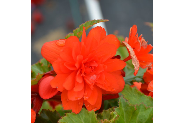 4.75T/10BEGON NONSTOP JOY ORNG