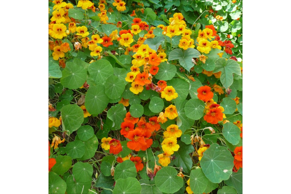 4.75T/10NASTURTIUM