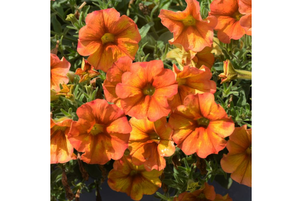 4.75T/10PETUNIA SUPRCAL SUNST OR