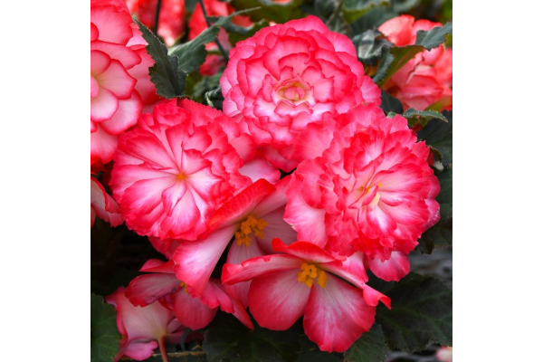 4.75T/10BEGON NONSTOP JOY RS P