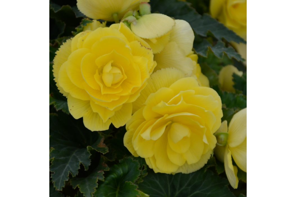 4.75T/10BEGON NONSTOP JOY YLLW