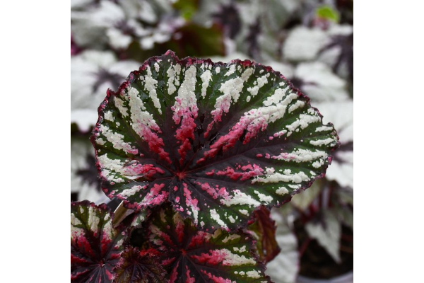 4.75T/10BEGON REX TREX PNTRS PLT