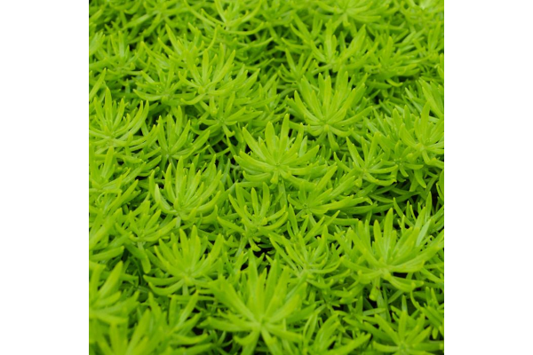 4.75T/10SEDUM LEMON BALL