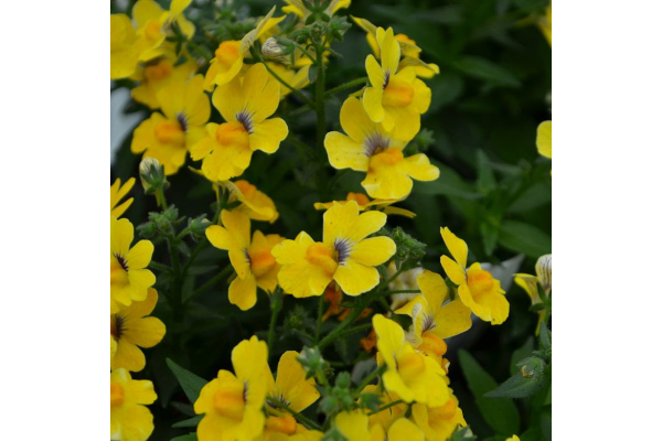 4.75T/10NEMESIA NESIA INCA