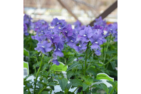 4.75T/10NEMESIA NESIA DENIM