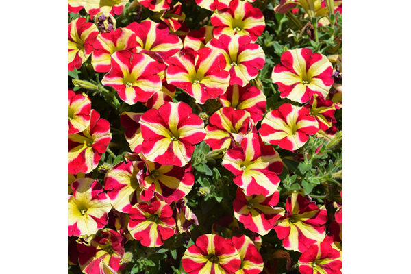 4.75T/10PETUNIA SLSHOT CHRY TWHL