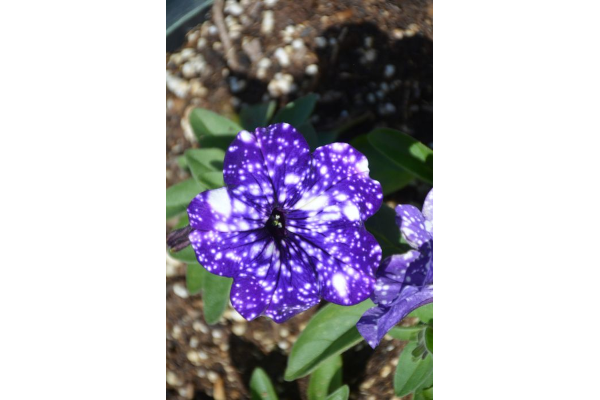 4.75T/10PETUNIA HEADLNR NIGHTSKY