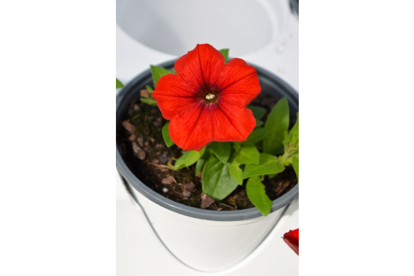 4.75T/10PETUNIA SURF DEEP RED