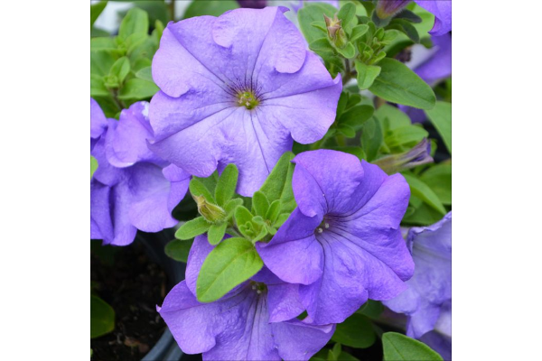 4.75T/10PETUNIA SURF HEAVNLYBLUE
