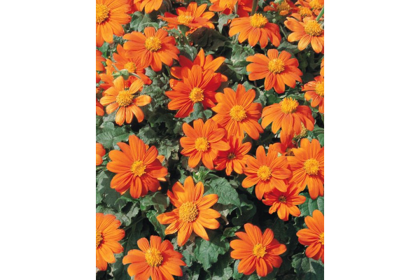 4.75T/10TITHONIA FIESTA DEL SOL