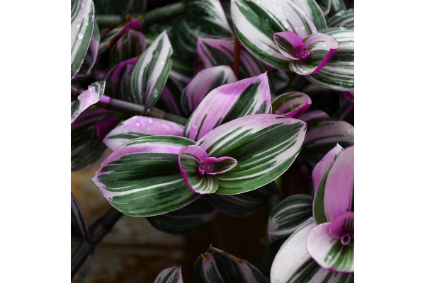 4.75T/10TRADESCANTIA NANOUK