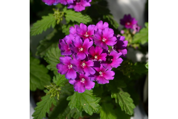 4.75T/10VERBENA CADET UPRT PURPL