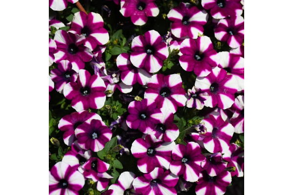 4.75T/10PETUNIA SHORTCAKE BLUBRY