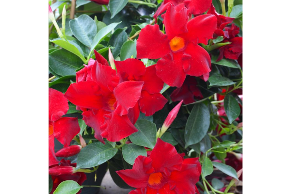 6.5T/3MANDEVILLA RED MAX CLIMBER