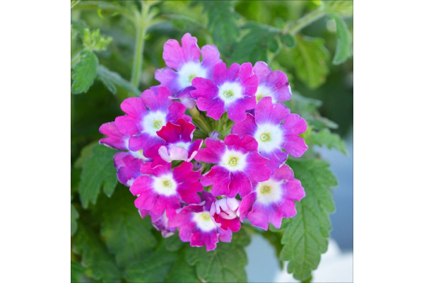 4.75T/10VERBENA CADET UPRT HTPKW