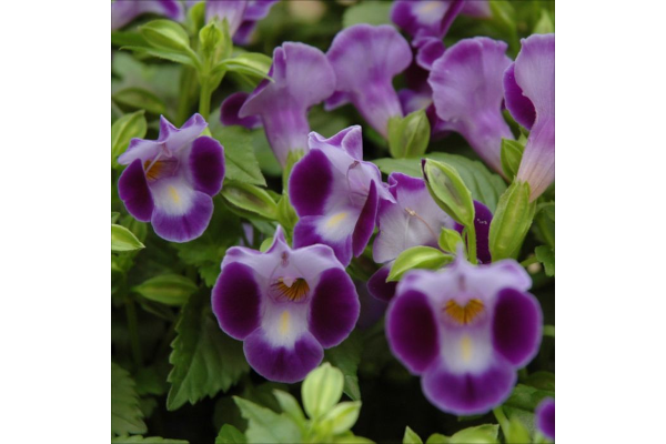 4.75T/10TORENIA SW LARGE BLUE