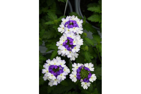 4.75T/10VERBENA FIREHOUSE BLUE F