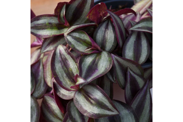 4.75T/10TRADESCANTIA ZEBRINA