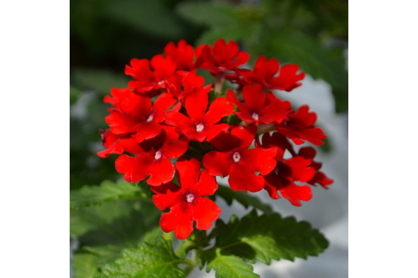 4.75T/10VERBENA FIREHOUSE RED