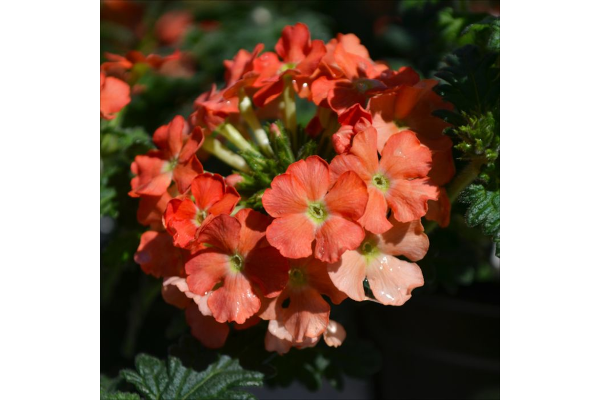 4.75T/10VERBENA LANAI PEACH