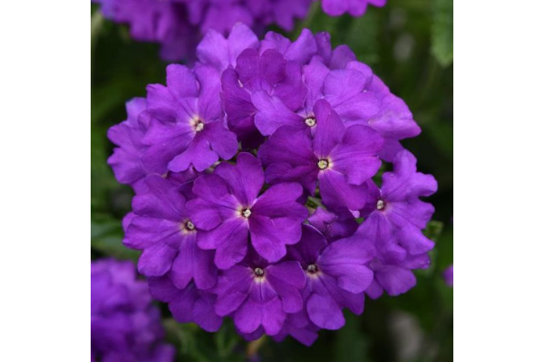 4.75T/10VERBENA CADET UPRT VT BL