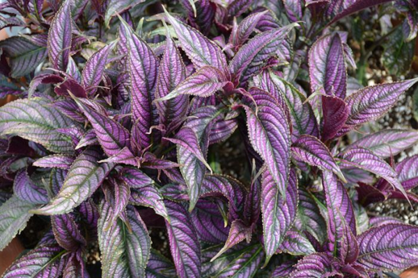4.75T/10STROBILANTHES PERSN SHLD