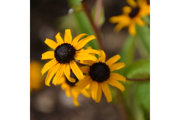 4.75T/10RUDBECKIA GOLDBLITZ