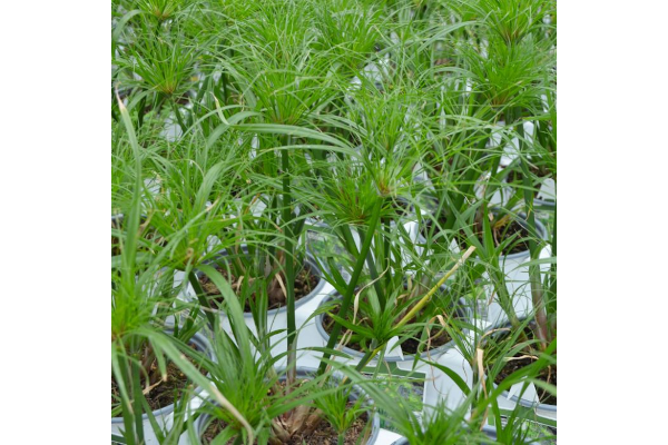 6.5T/3GRASS PAPYRUS DWRF EGYPTIN