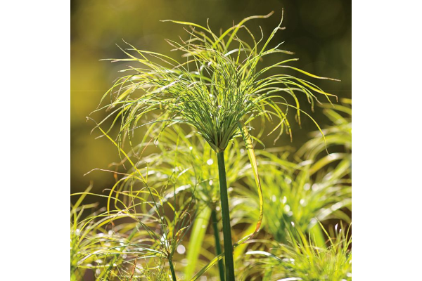 6.5T/3GRASS PAPYRUS KINGTUT