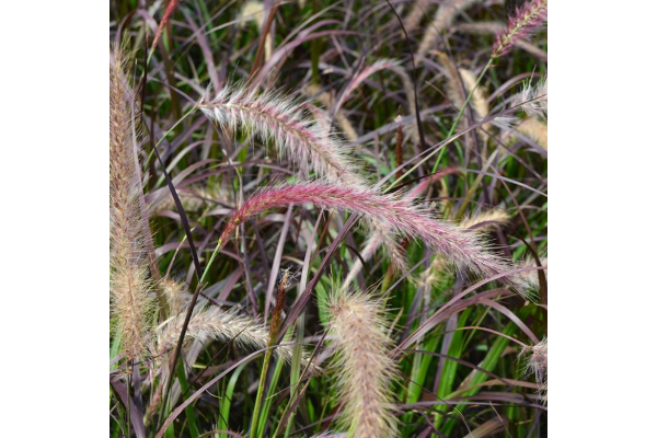 6.5T/3GRASS PURPLE FOUNTAIN