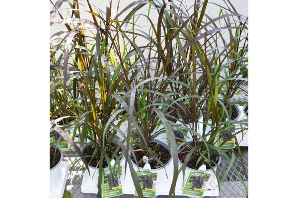 6.5T/3GRASS FIRSTKNIGHT