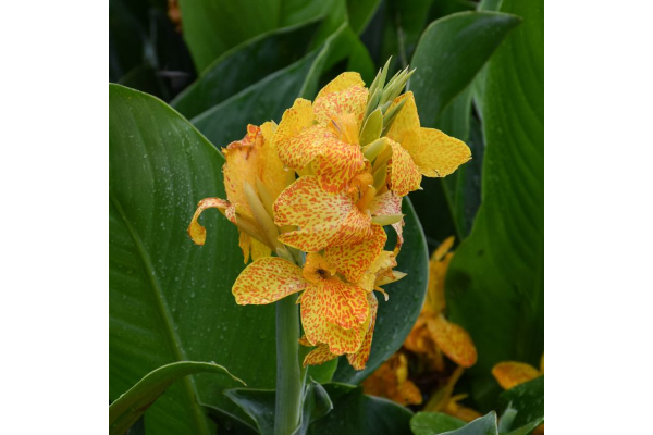 6.5T/3CANNA CANNOVA GOLD LEOPARD