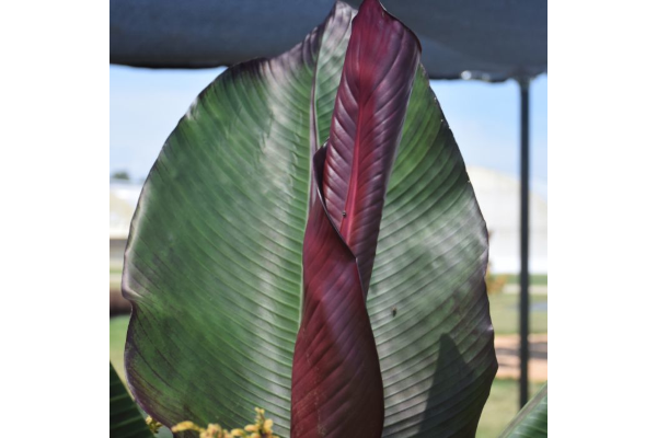 6.5T/3EE ENSETE MAURELII