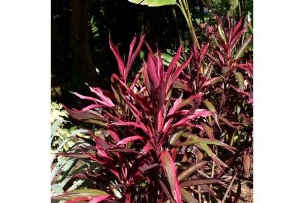 6.5T/3CORDYLINE RED PEPPER