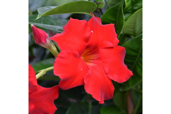 6.5T/3MANDEVILLA RED BUSH