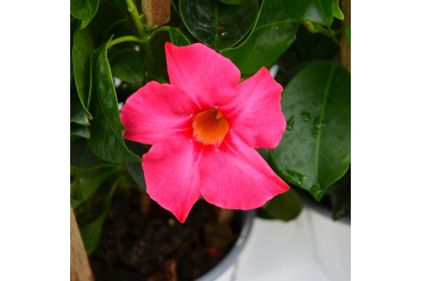 6.5T/3MANDEVILLA CORAL PINK