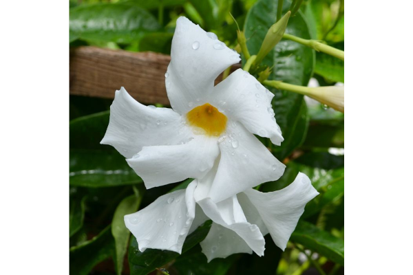6.5T/3MANDEVILLA WHITE