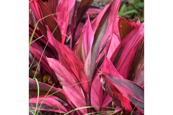 6.5T/3CORDYLINE RED SISTER