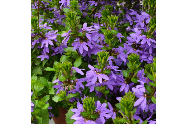 HB12"SCAEVOLA INDIGO TOUCH