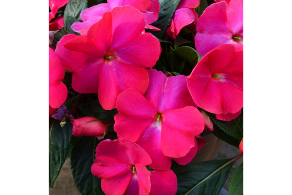 4.75T/10SUNPATIENS HOT PINK