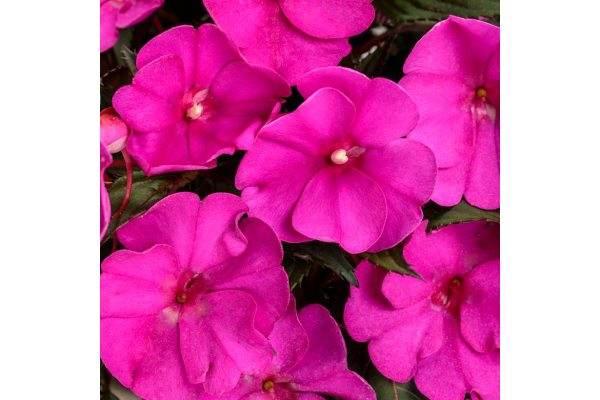4.75T/10SUNPATIENS PURPLE