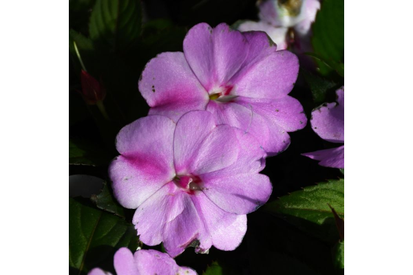 4.75T/10SUNPATIENS LAVENDR SPLSH