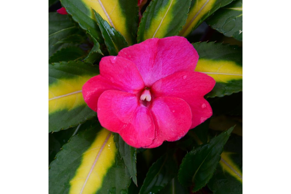 4.75T/10SUNPATIENS TROPICAL ROSE