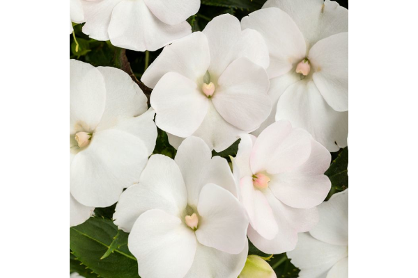 4.75T/10SUNPATIENS WHITE