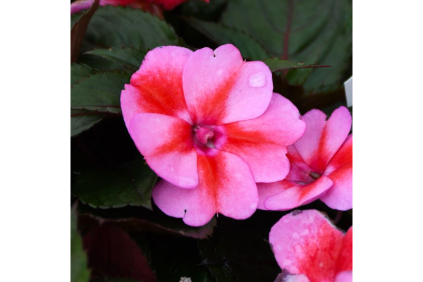 4.75T/10SUNPATIENS RED CANDY