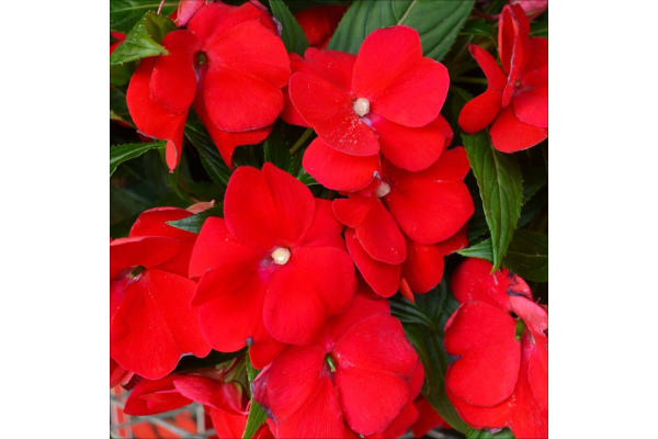 4.75T/10SUNPATIENS DEEP RED