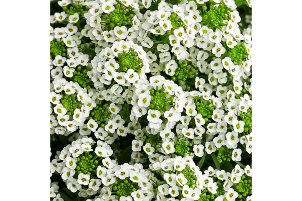 4.75T/10LOBULARIA WHITE STREAM