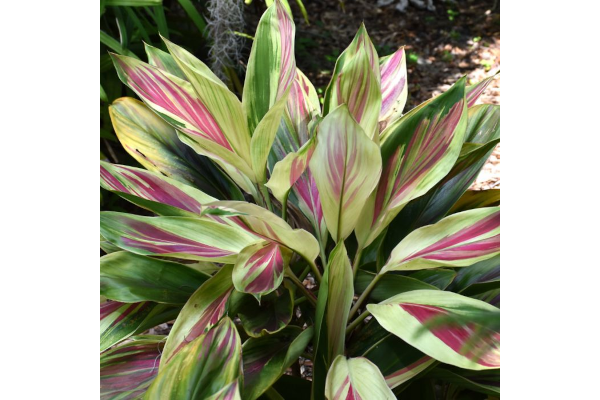 6.5T/3CORDYLINE EXOTICA