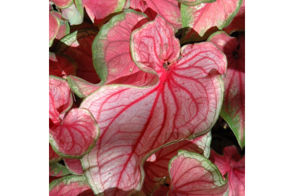 6.5T/3CALADIUM FLORIDA SWEETHRT