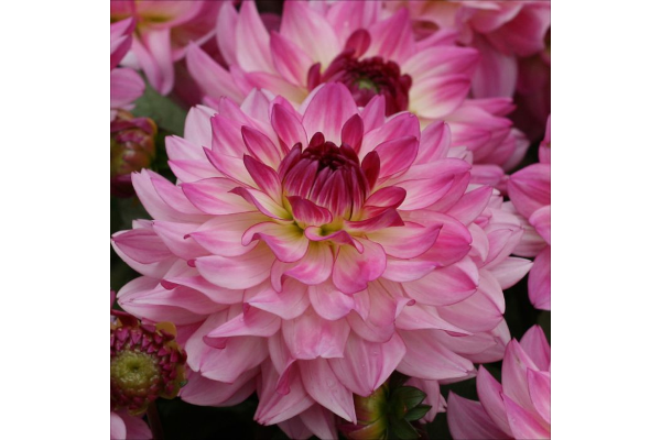 6.5T/3DAHLIA SINCERITY